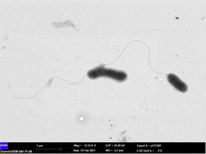 ERÜ Kampüsünde Yaşayan Gelengilerden Yeni Bir Bakteri Türü Keşfedildi