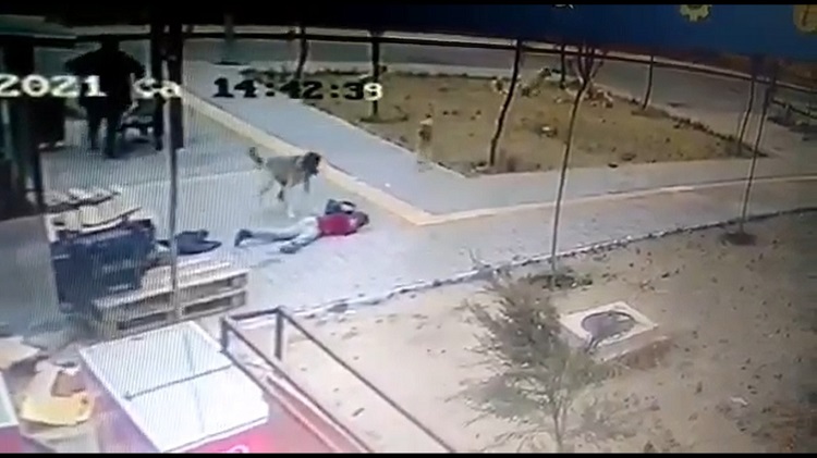 Köpeğin Çocuğa Saldırısı Kamerada