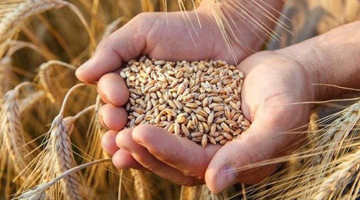 TMO da Ekmeklik Buğday ve Arpaya Zam Yaptı