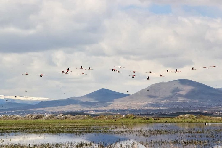 Flamingoların durağı Kayseri oldu