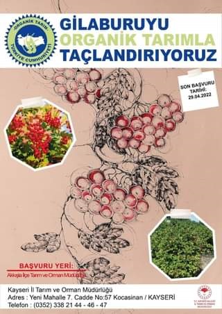 Akkışla’da gilaburu üreticilerine sertifikalı üretim sağlanıyor