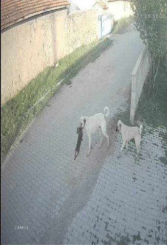 Sokak köpekleri bağlı köpeğe saldırarak öldürdü