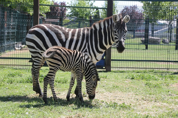 Hayvanat Bahçesi’nin yeni misafiri yavru zebra yoğun ilgi görüyor