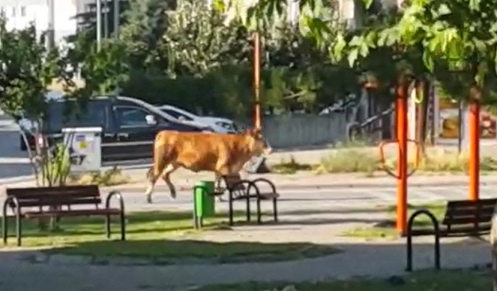 BAYRAM KLASİĞİ ! KAÇAN BOĞALAR, KENDİNİ KESENLER…