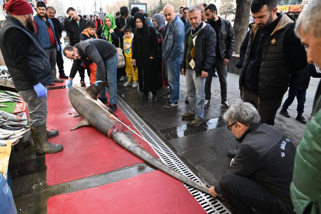 Satışı yasak olan Camgöz Köpek Balığı satan işletmeye para cezası kesildi