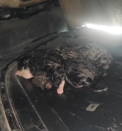 Kedi, aracın tamponunda doğum yaptı
