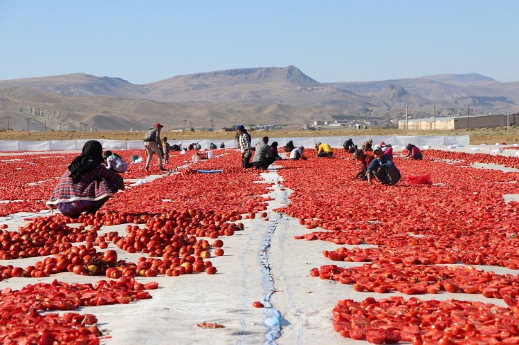 Yeşilhisar’da kurutulan domatesler yurt dışına ihraç ediliyor