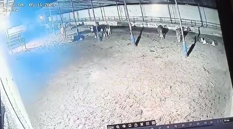 Ahıra kurtlar saldırdı