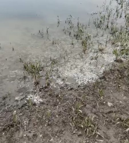 Yamula Barajı’nda yüzlerce ölü balık kıyıya vurdu